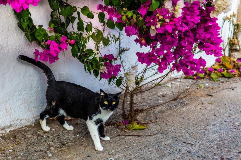 Lachania village