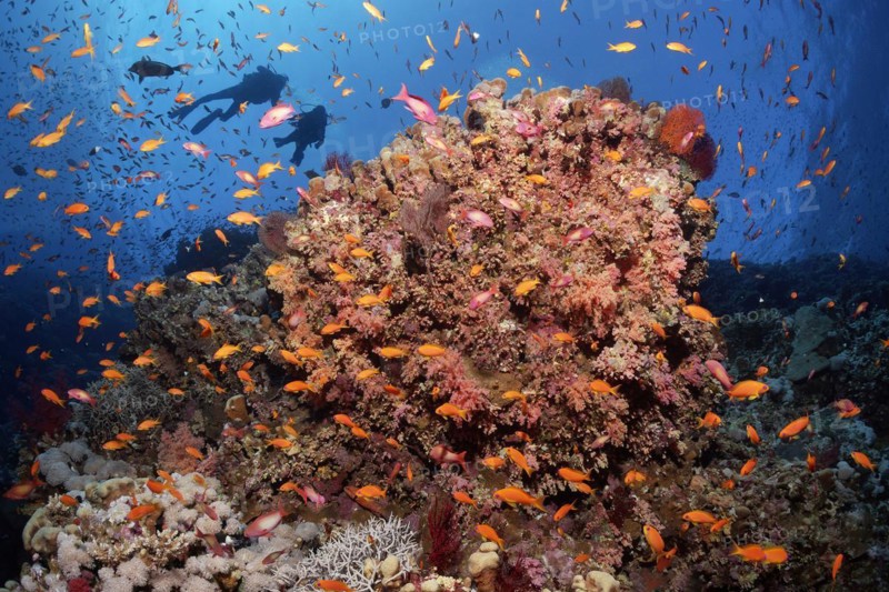 Large coral block