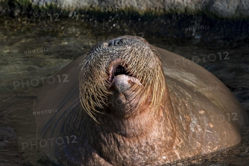 Walrus