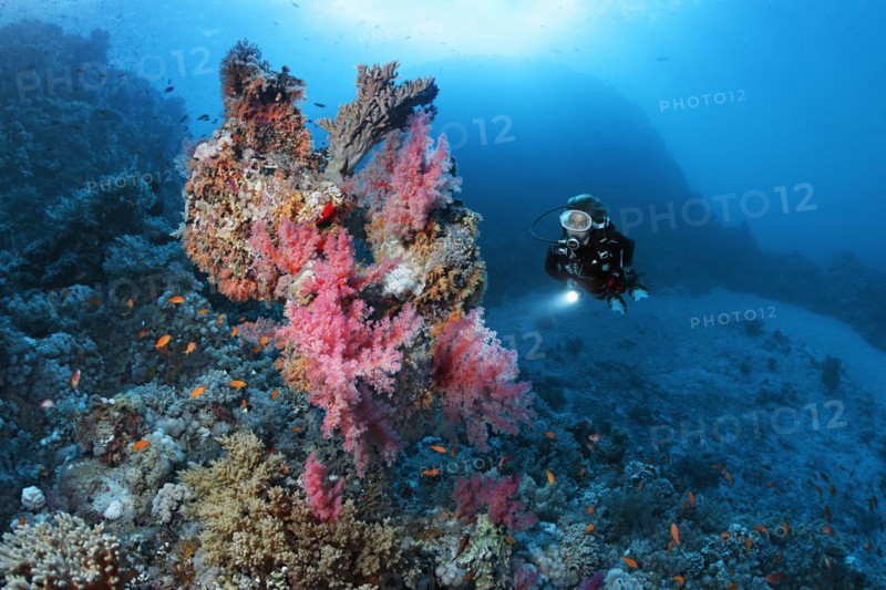 Diver looking at coral block on coral reef