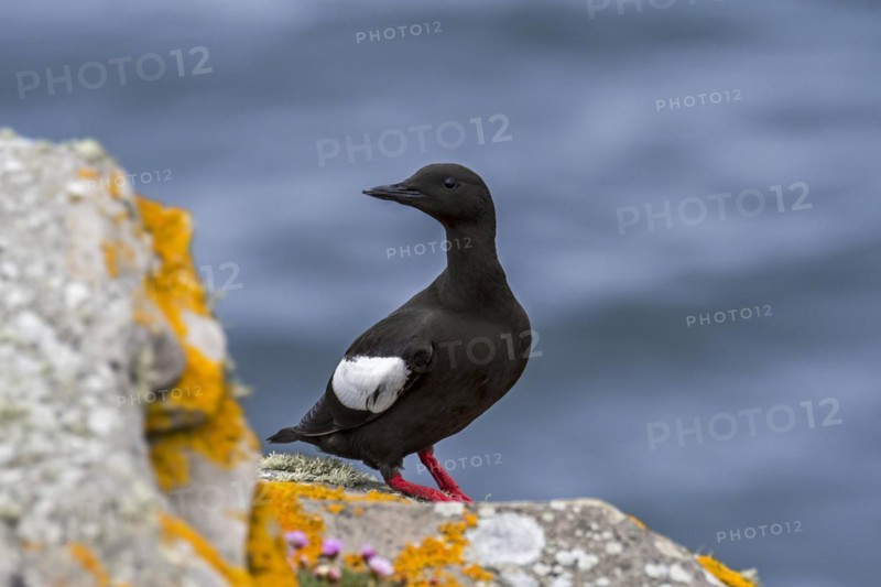 Black guillemot