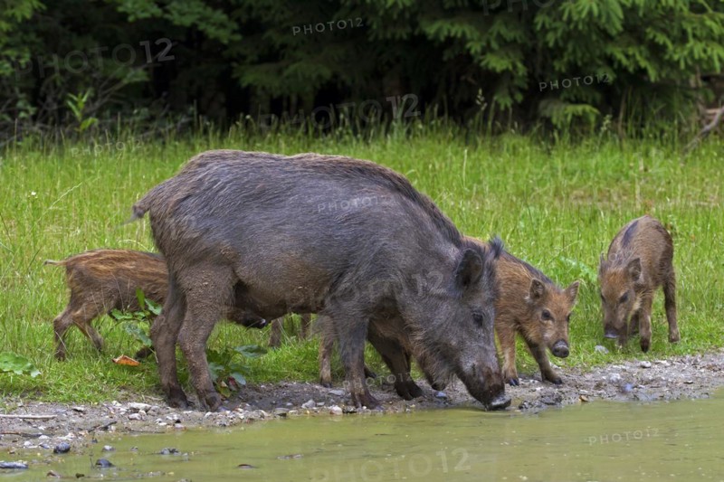 Wild boar