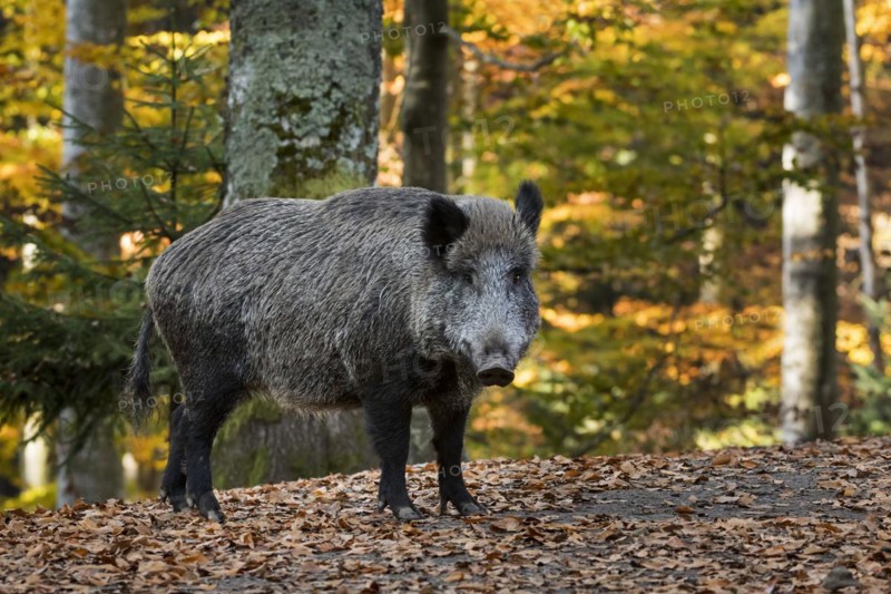 Wild boar