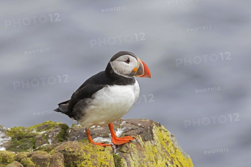 Atlantic puffin
