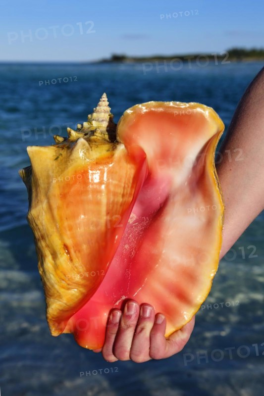 Conch Shell on Shroud Cay