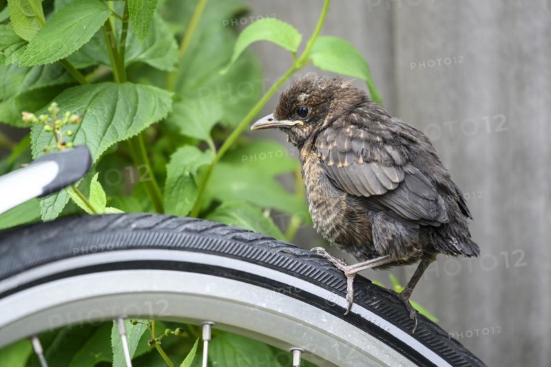 Blackbird