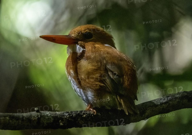 A pygmy kingfisher in the rainforests of Analamazaotra National Park in eastern Madagascar