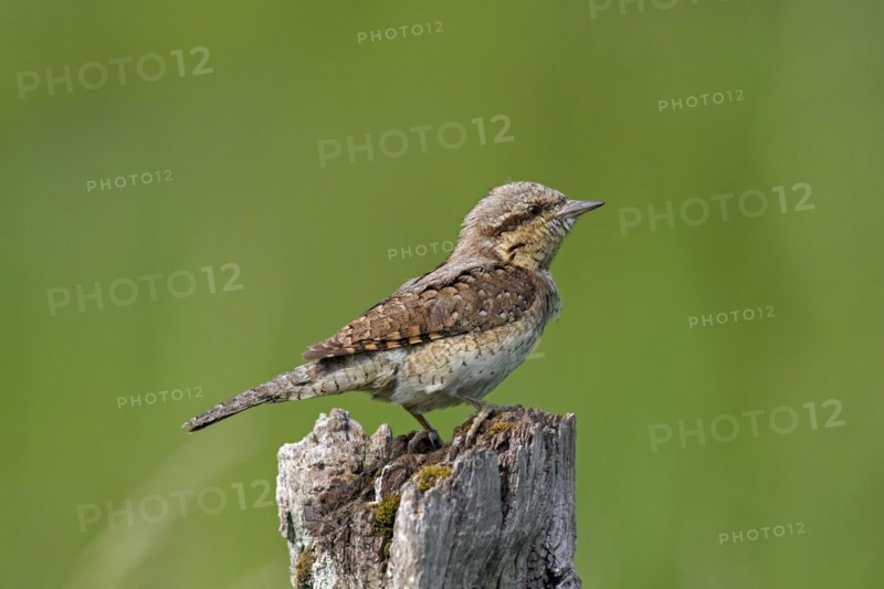 Eurasian wryneck