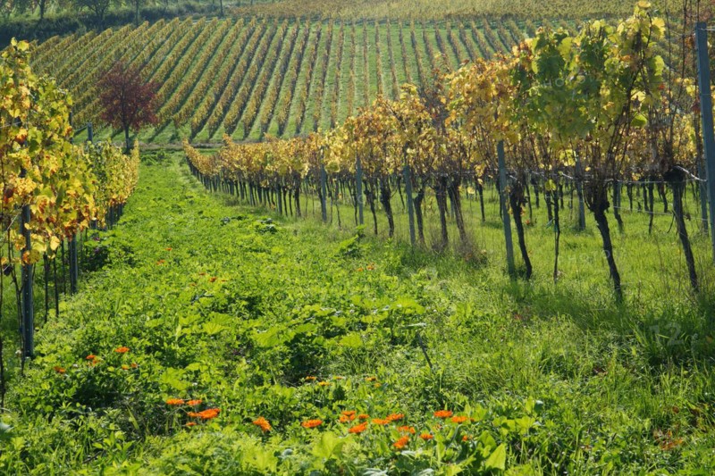 Vineyard