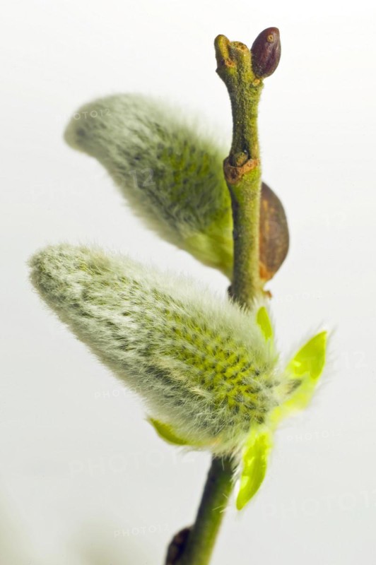 Flowering willow