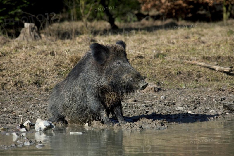 Wild boar