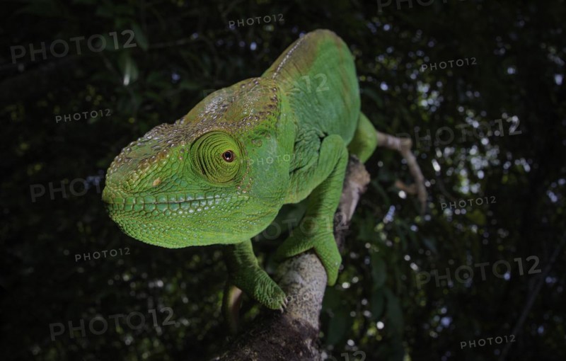 An adult female Parsons chameleon