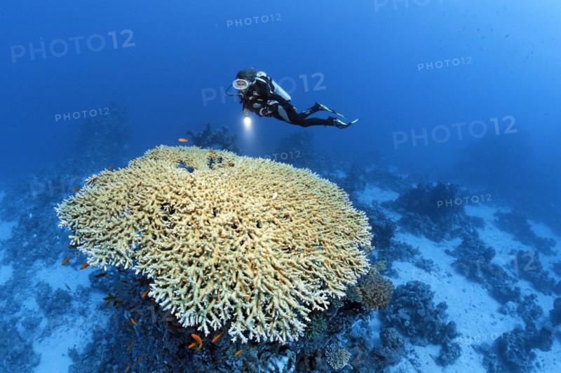 Diver hovering over large Acropora table coral