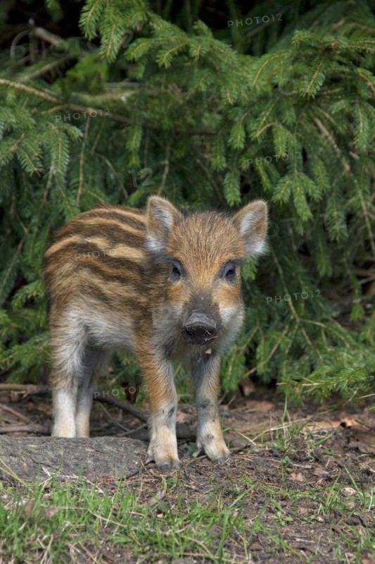 Wild boar