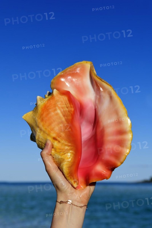 Conch Shell on Shroud Cay