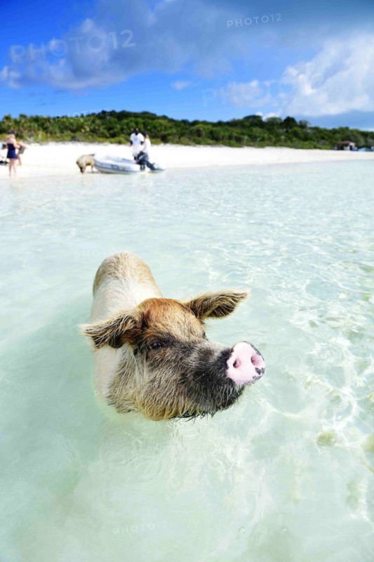 Swimming Pig