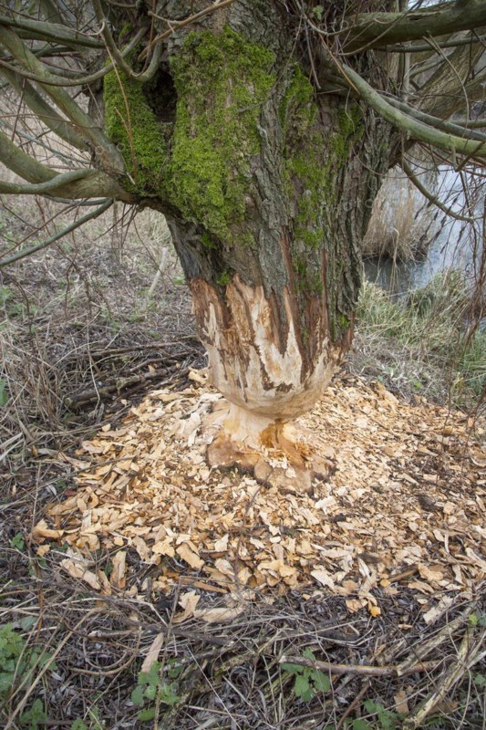 Thick tree trunk of pollard willow showing teeth marks and wood chips from gnawing by Eurasian beaver