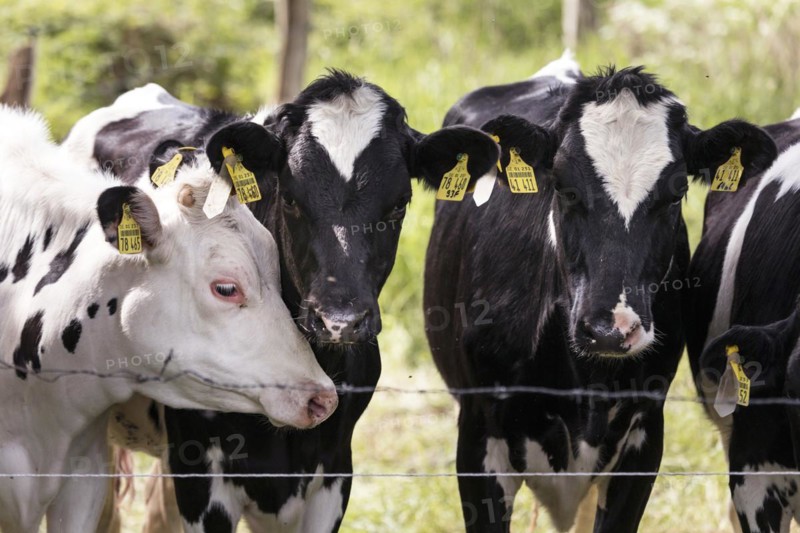 Cows in a paddock behind a pasture fence