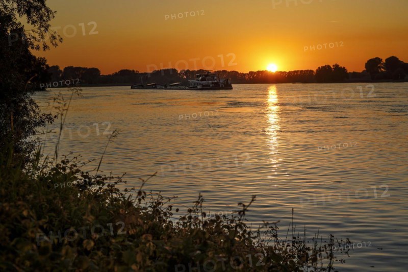 Freighter on the Rhine in the evening