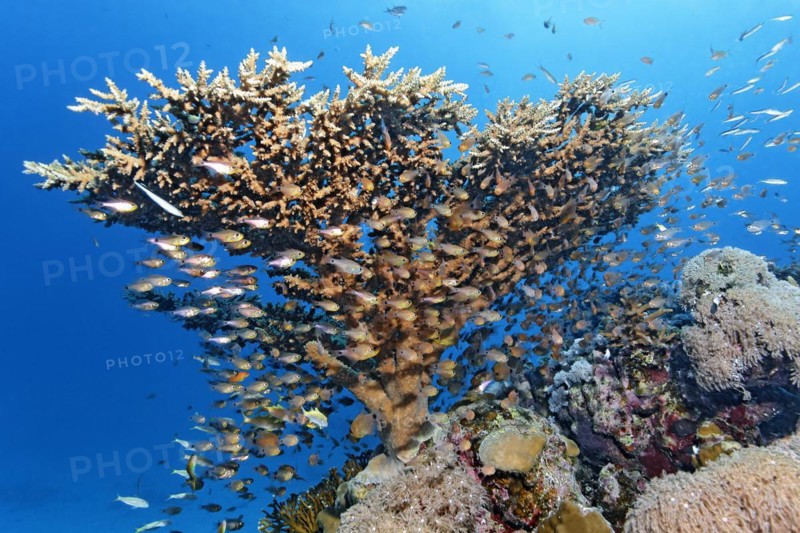 Shoal of fish