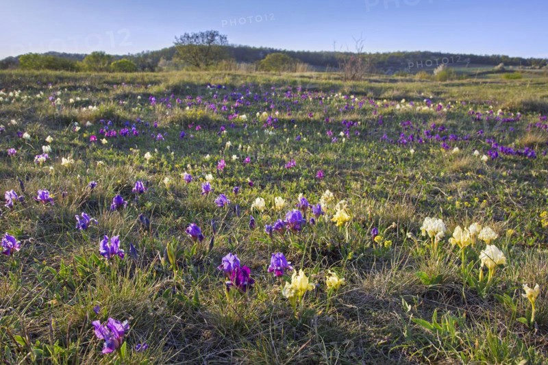 Purple and yellow pygmy irises