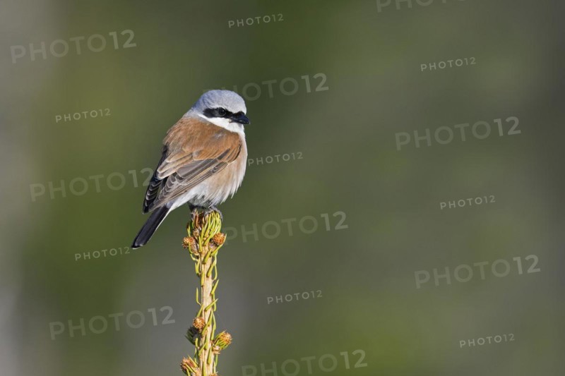 Red-backed shrike