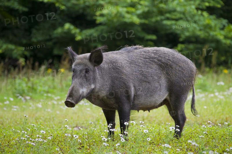 Wild boar