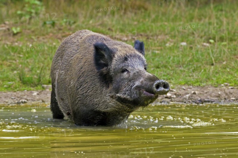 Wild boar
