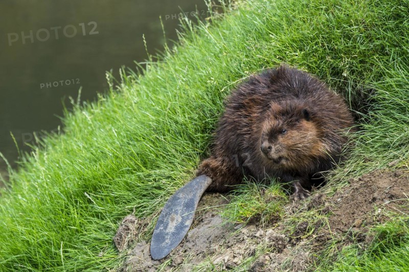 Eurasian beaver