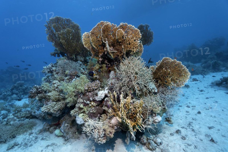 Coral block on sandy bottom