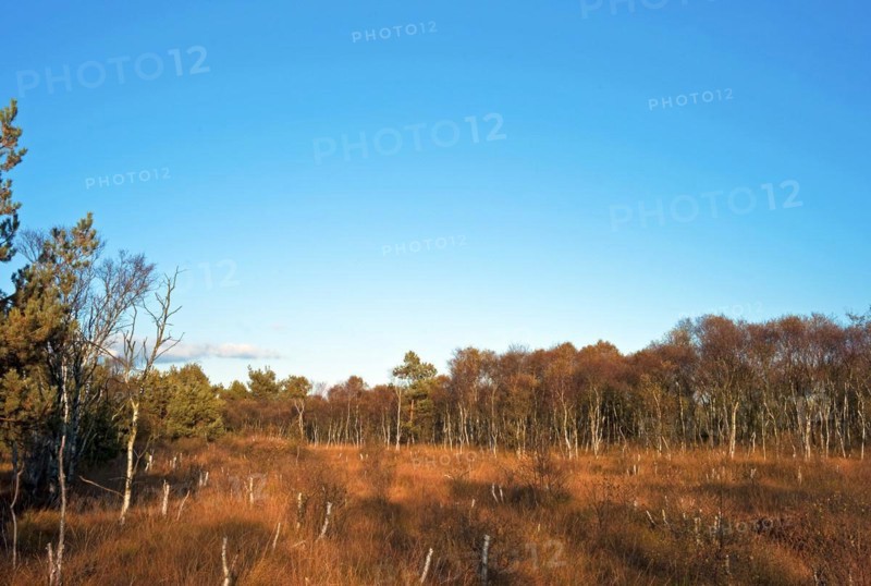 Downy birches