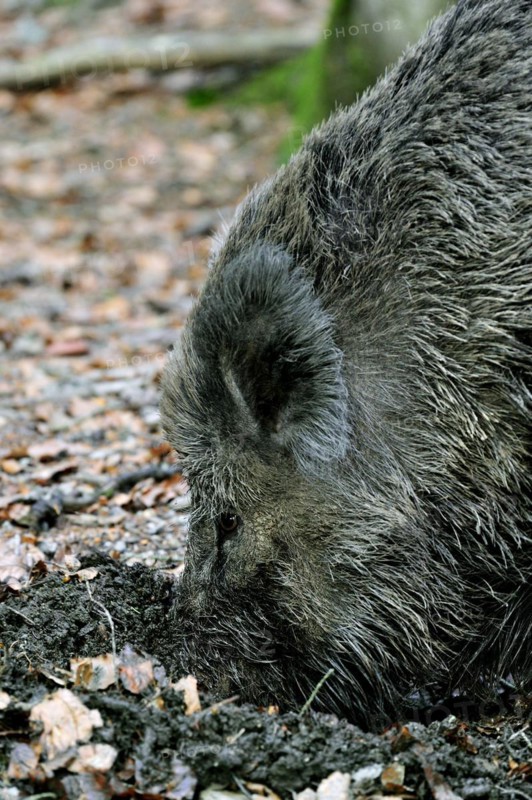 Close up of Wild boar