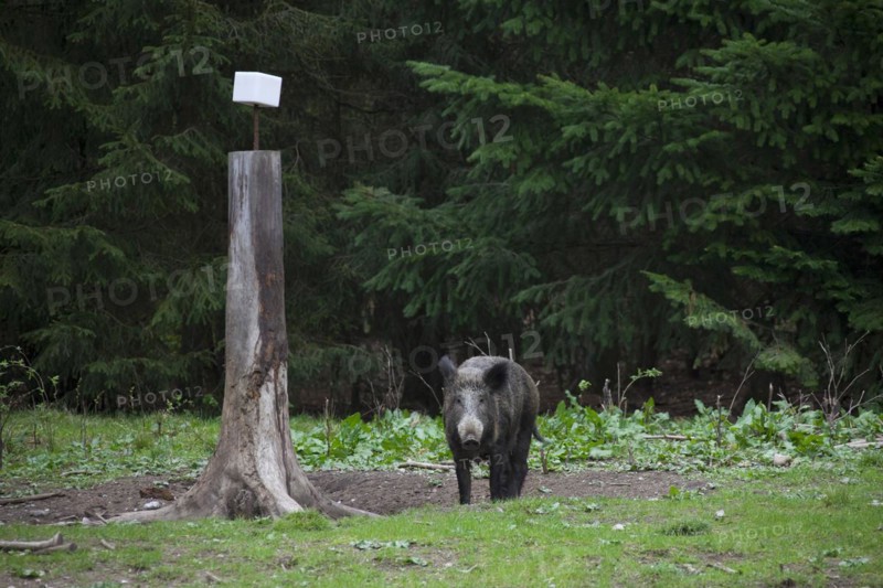 Wild boar
