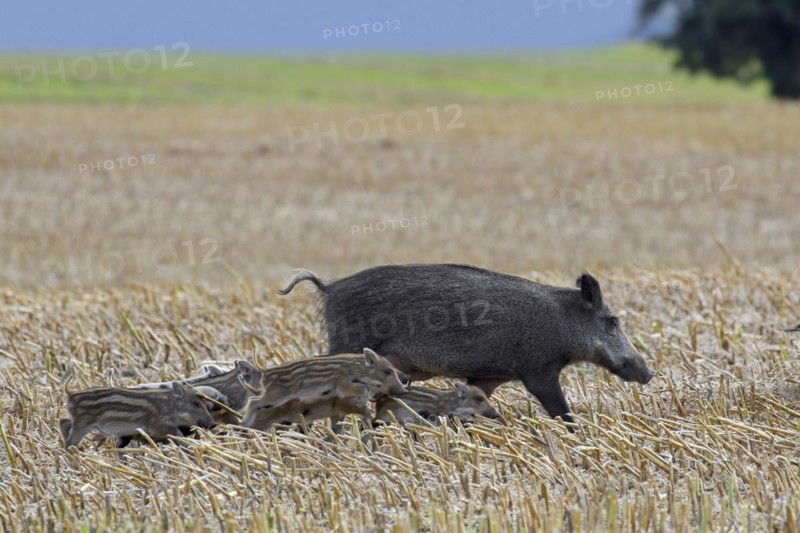 Wild boar