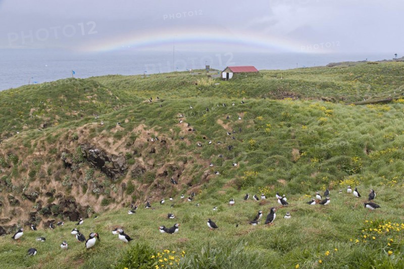 Atlantic puffins