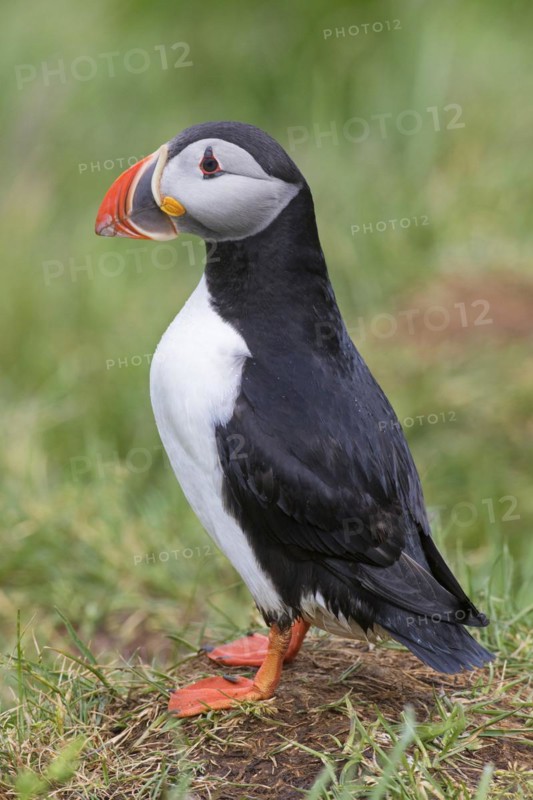 Atlantic puffin