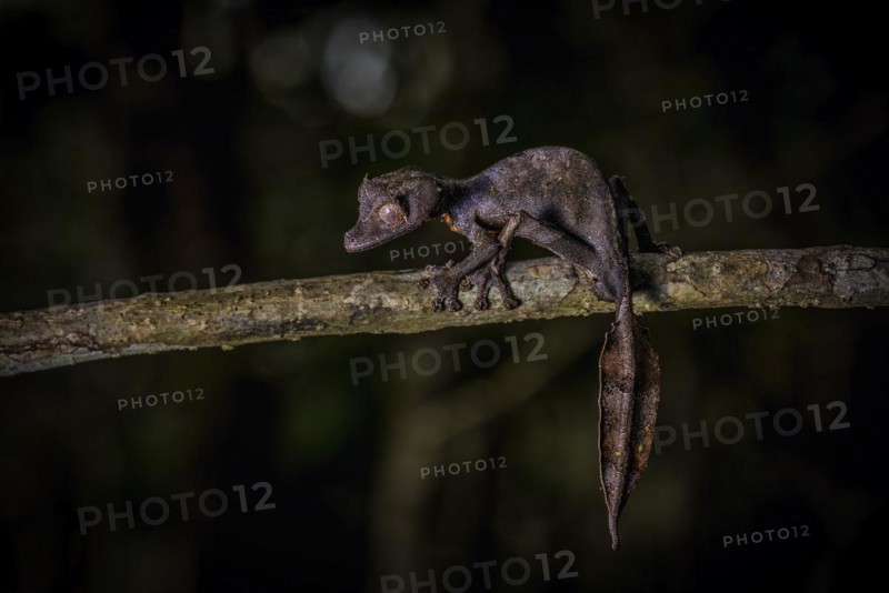 A leaf-tailed gecko