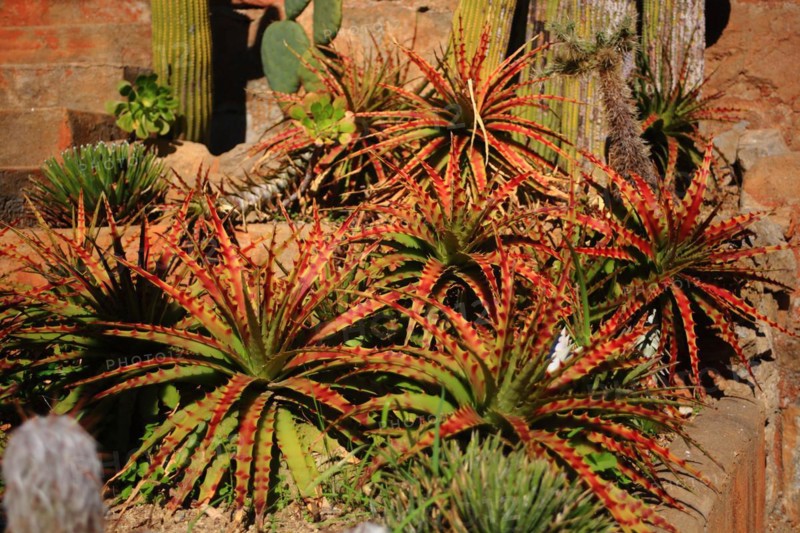 Pallanca exotic garden