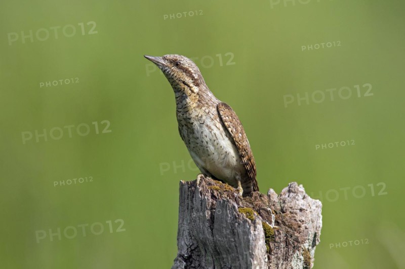 Eurasian wryneck