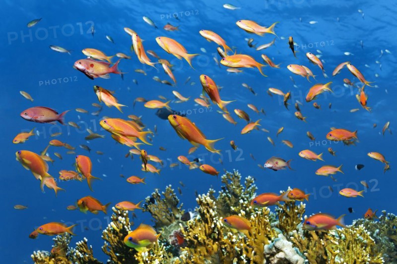 Shoal of fish