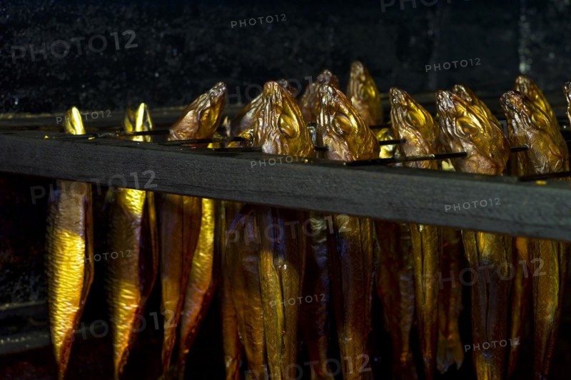 Mackerel in the smoker
