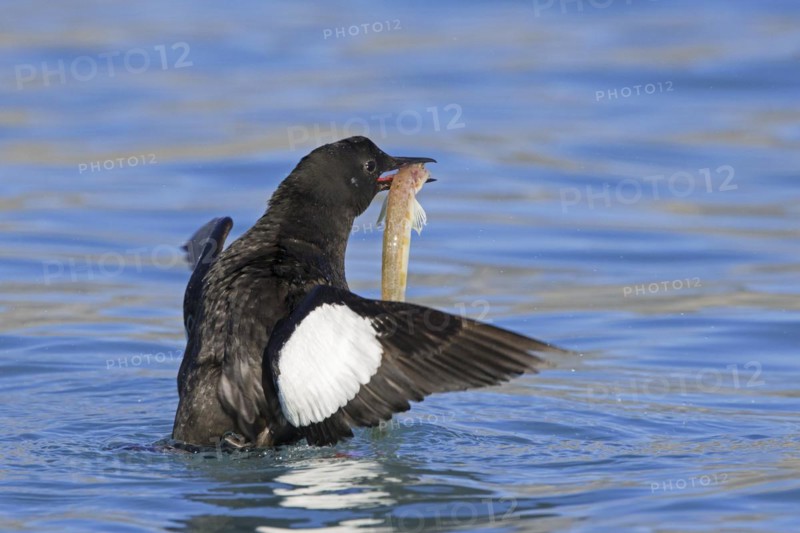 Black guillemot
