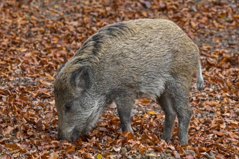 Wild boar