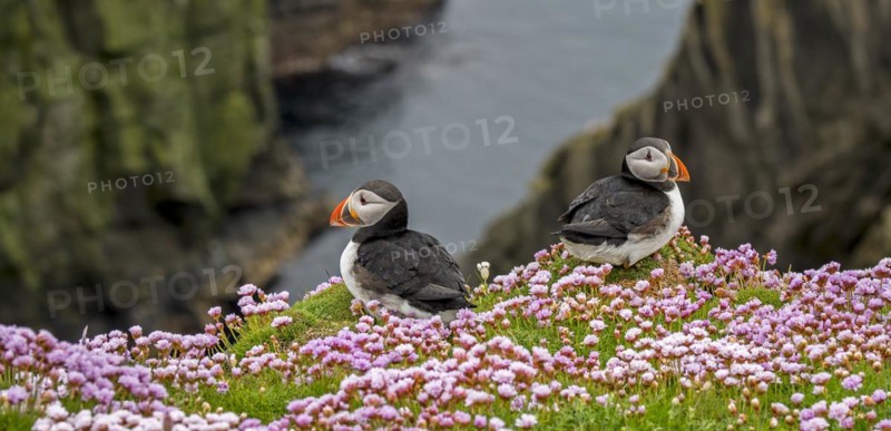 Two Atlantic puffins