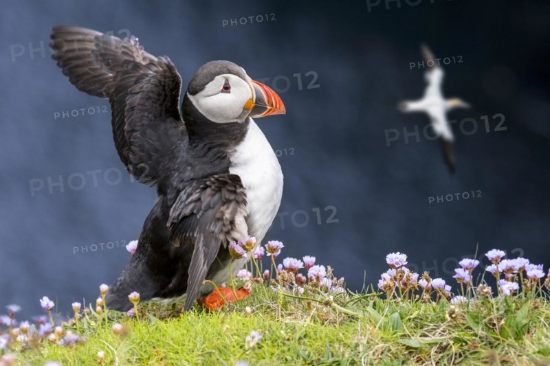 Atlantic puffin