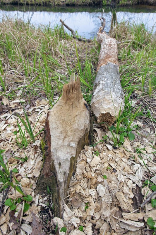Wood chips around tree felled by Eurasian beaver