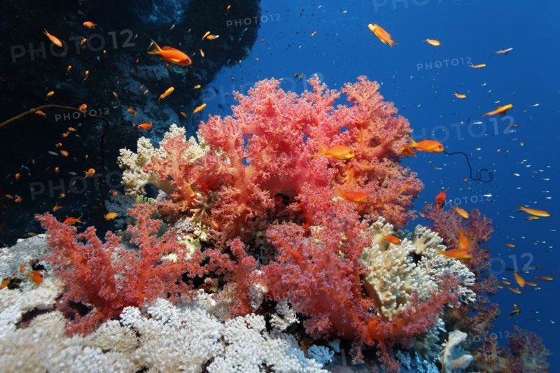 Coral block densely covered with Klunzingers soft coral