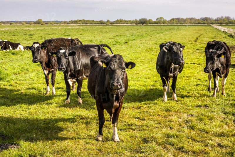 Herd of dairy cows in the meadow