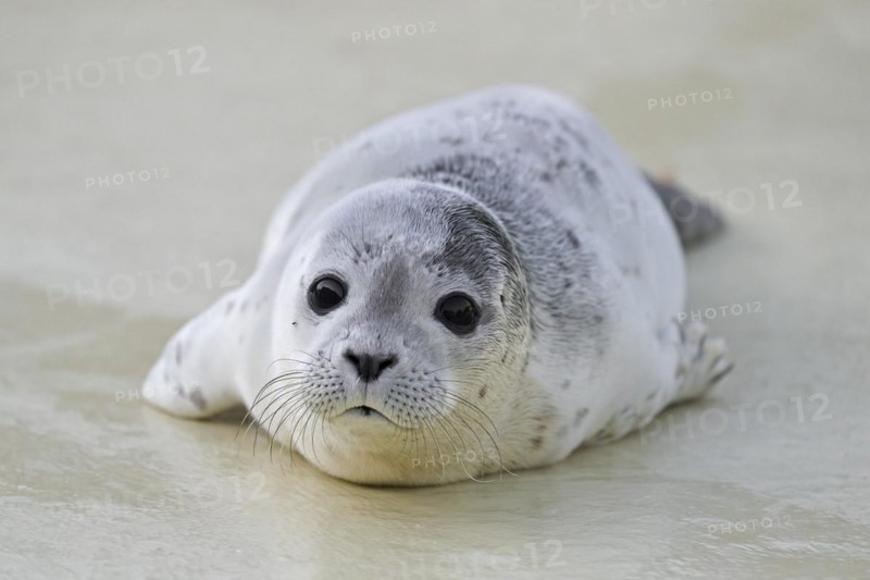 Orphaned common seal