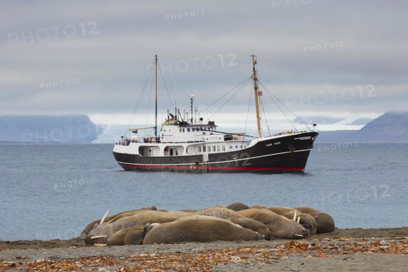 Group of walruses